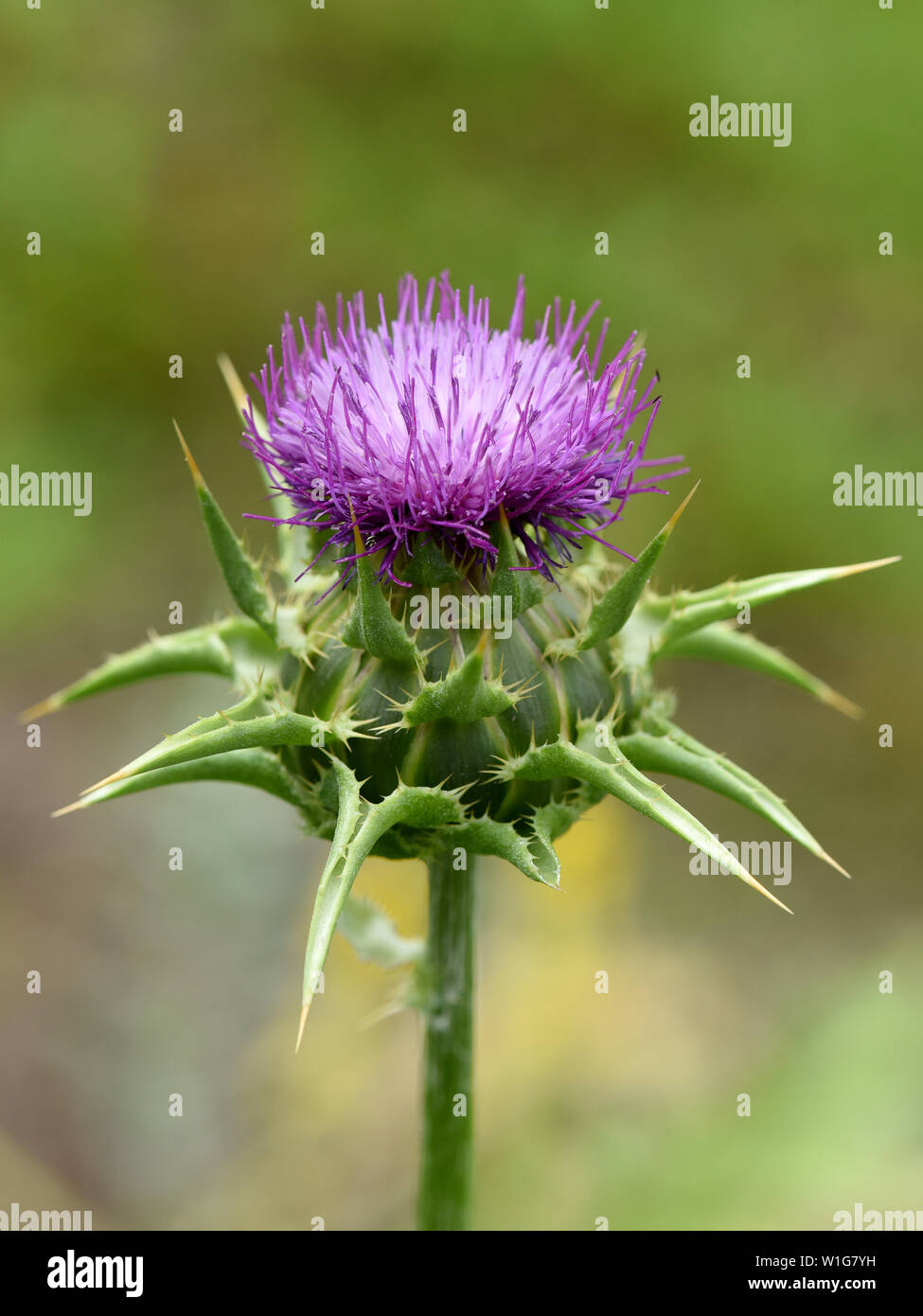 Mariendistel, Silybum marianum,, Foto Stock