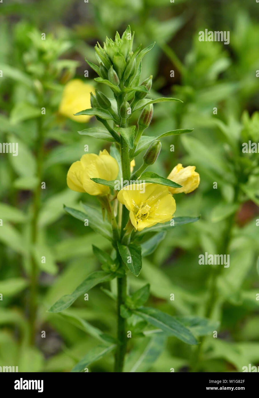 Nachtkerze, Oenothera biennis, Foto Stock