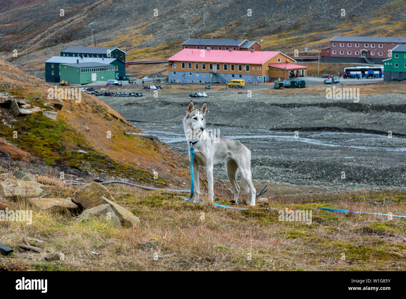 Husky è guardare, longyearbyen in background, svalbard, Norvegia Foto Stock