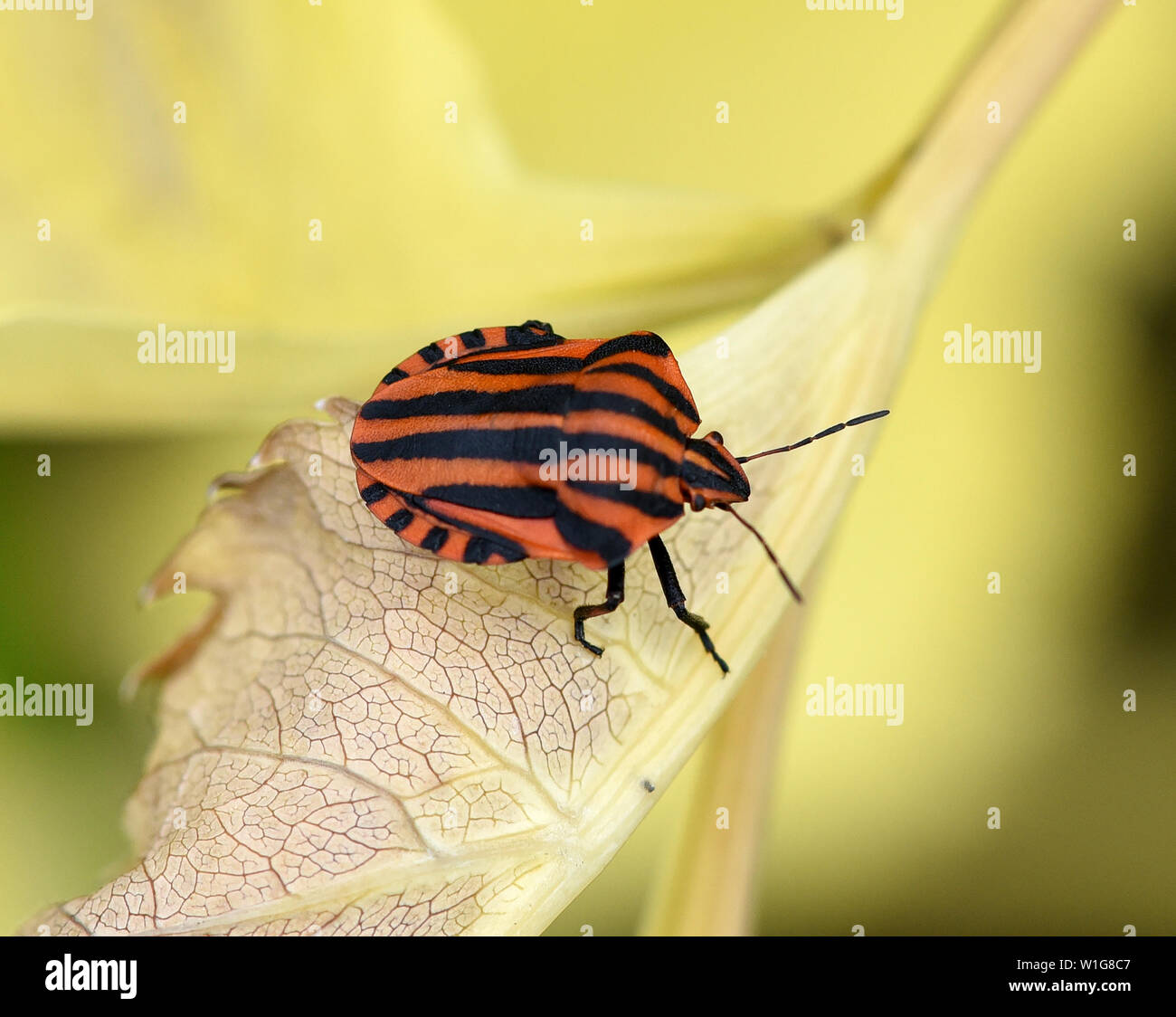 Streifenwanze, Graphosoma lineatum, Foto Stock