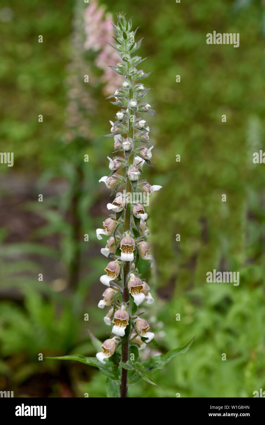 Wolliger Fingerhut, Digitalis lanata, Foto Stock