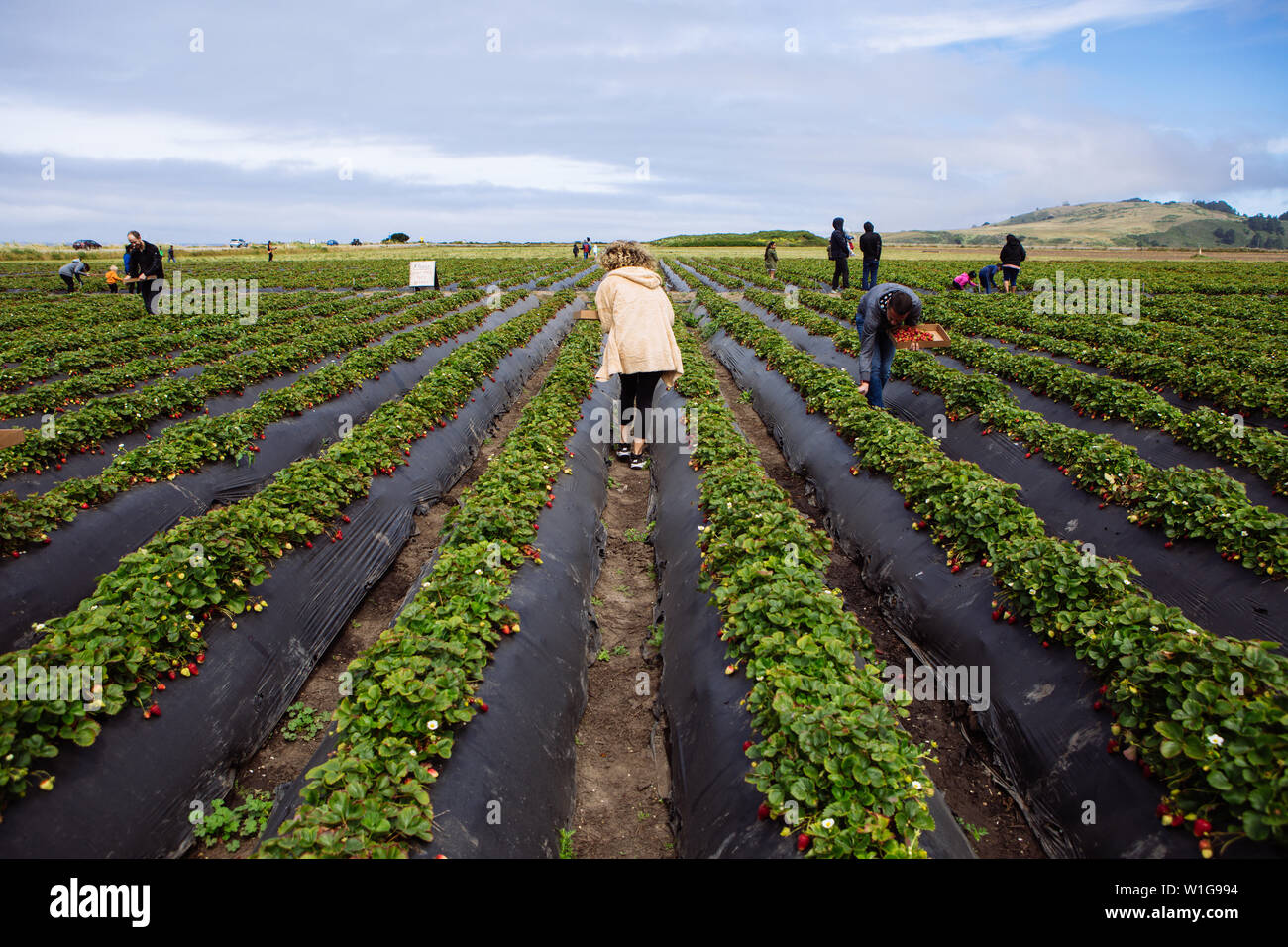 La gente che raccoglie la fragola organica Swanton Berry Farm, Davenport, California, Stati Uniti Foto Stock