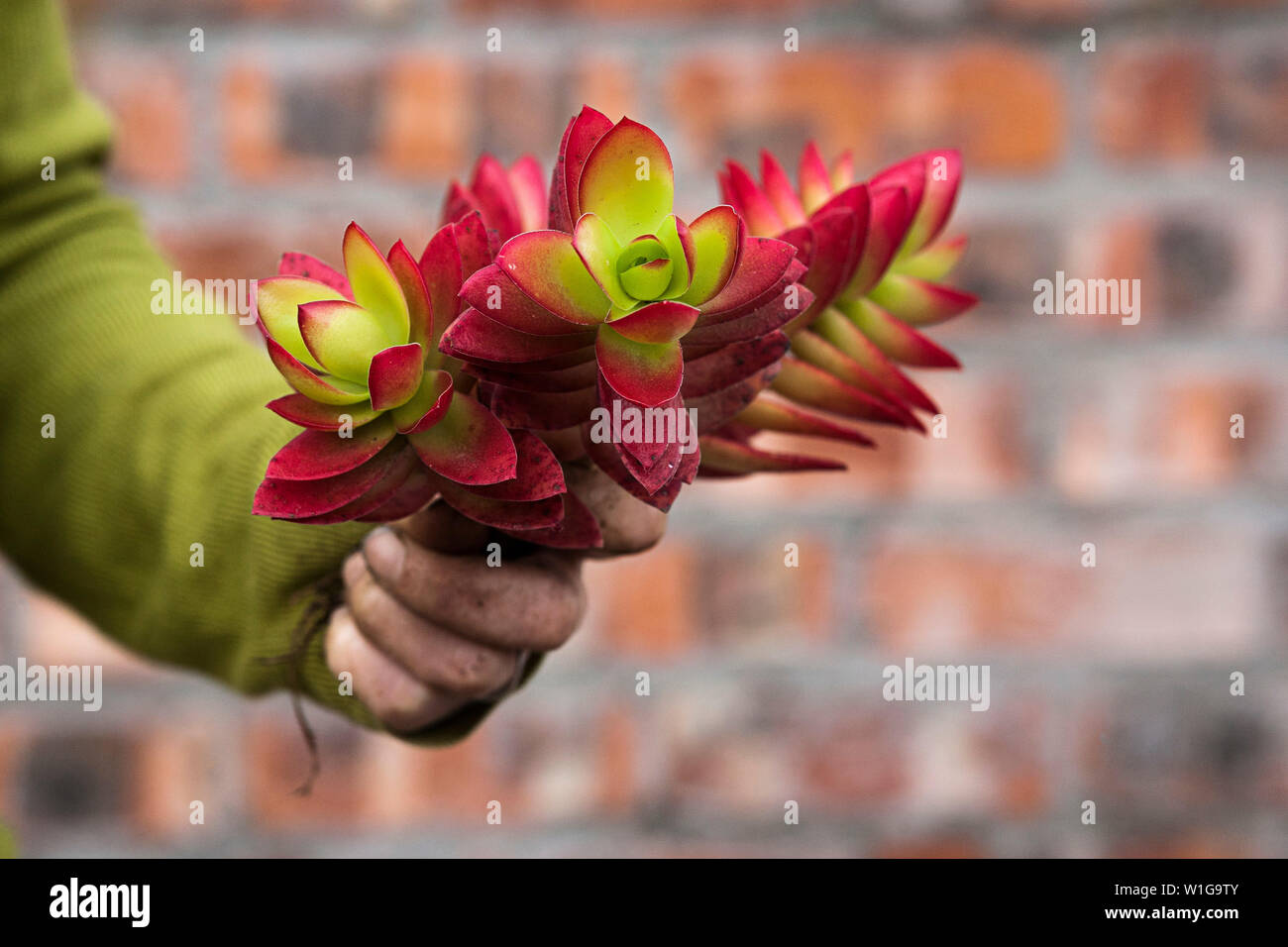 Donna adulta indossando indumenti verde azienda Crassula capitella "Campfire" succulente nella sua mano sporca contro un muro di mattoni. Foto Stock