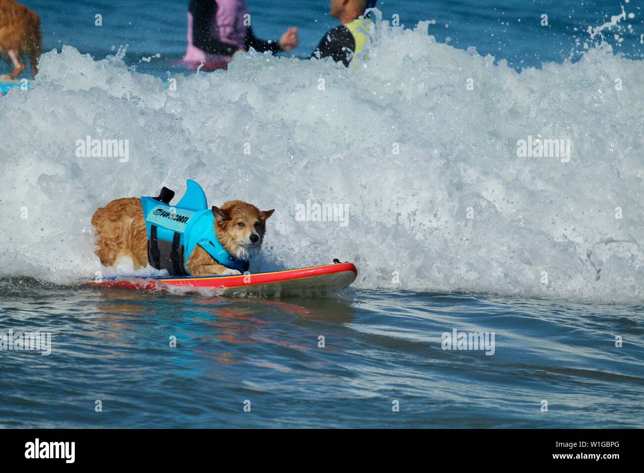 Cane Corgi surf a un cane evento surfing in Huntington Beach, California Foto Stock