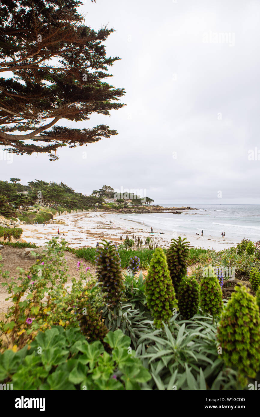 Asilomar state Beach a Carmel by the Sea, Monterrey, California, USA Foto Stock