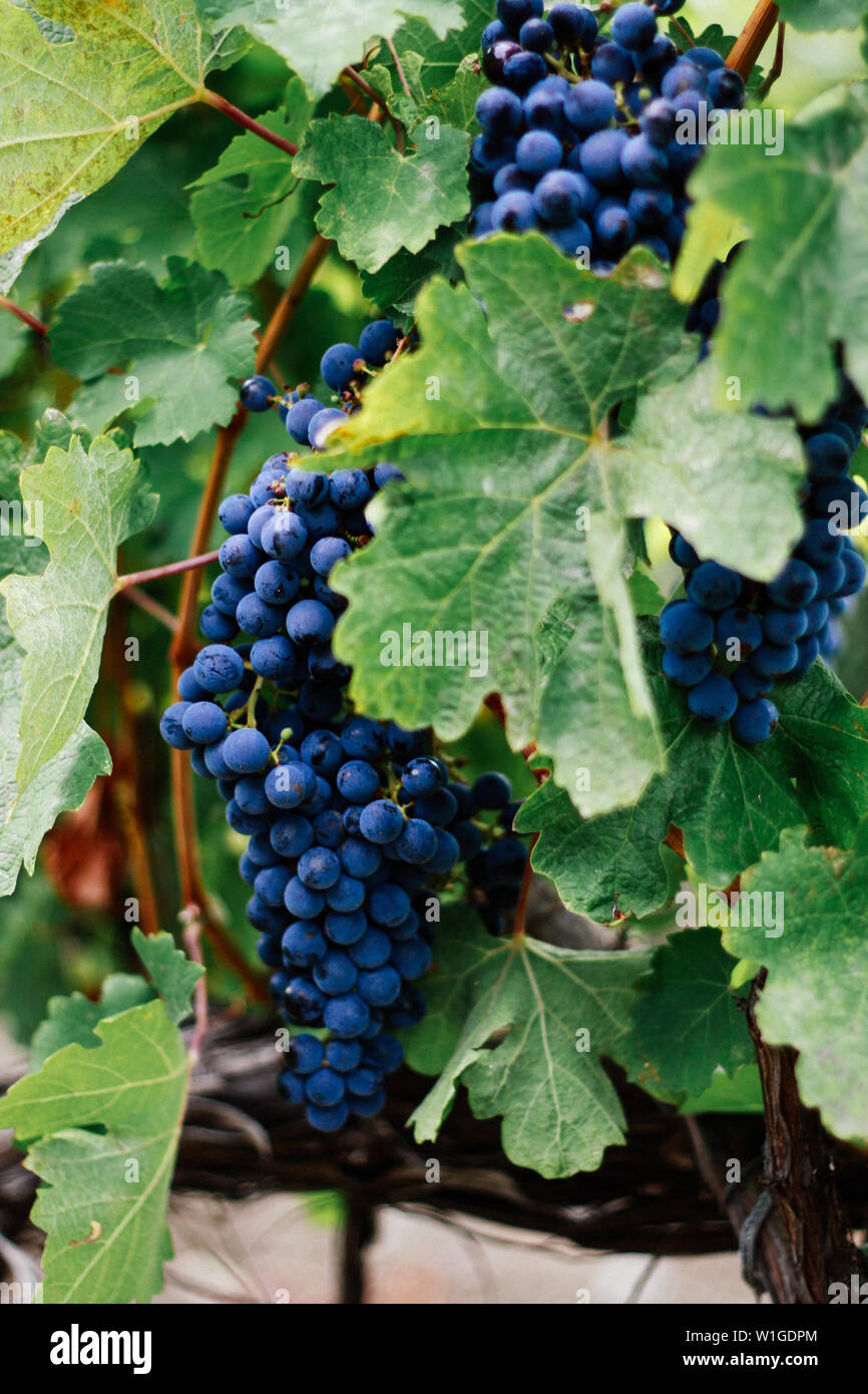 Mazzetto di blu uva succosa sullo sfondo di foglie verdi della vigna. Vigneti della Crimea. Foto Stock