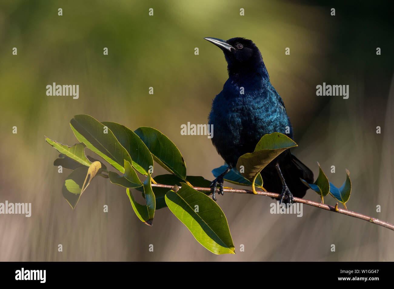 Un nero e blu iridescente Grackle comune appollaiato su un ramo con bright foglie verdi in bright sun. Foto Stock