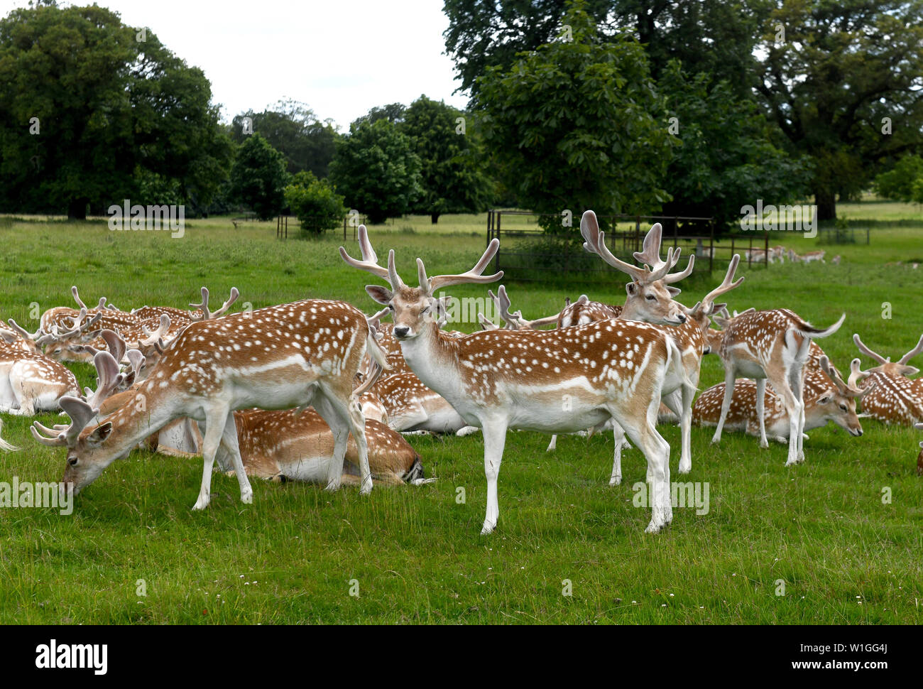 Daini bucks con il loro nuovo palchi Attingham Park in Gran Bretagna Regno Unito Foto Stock