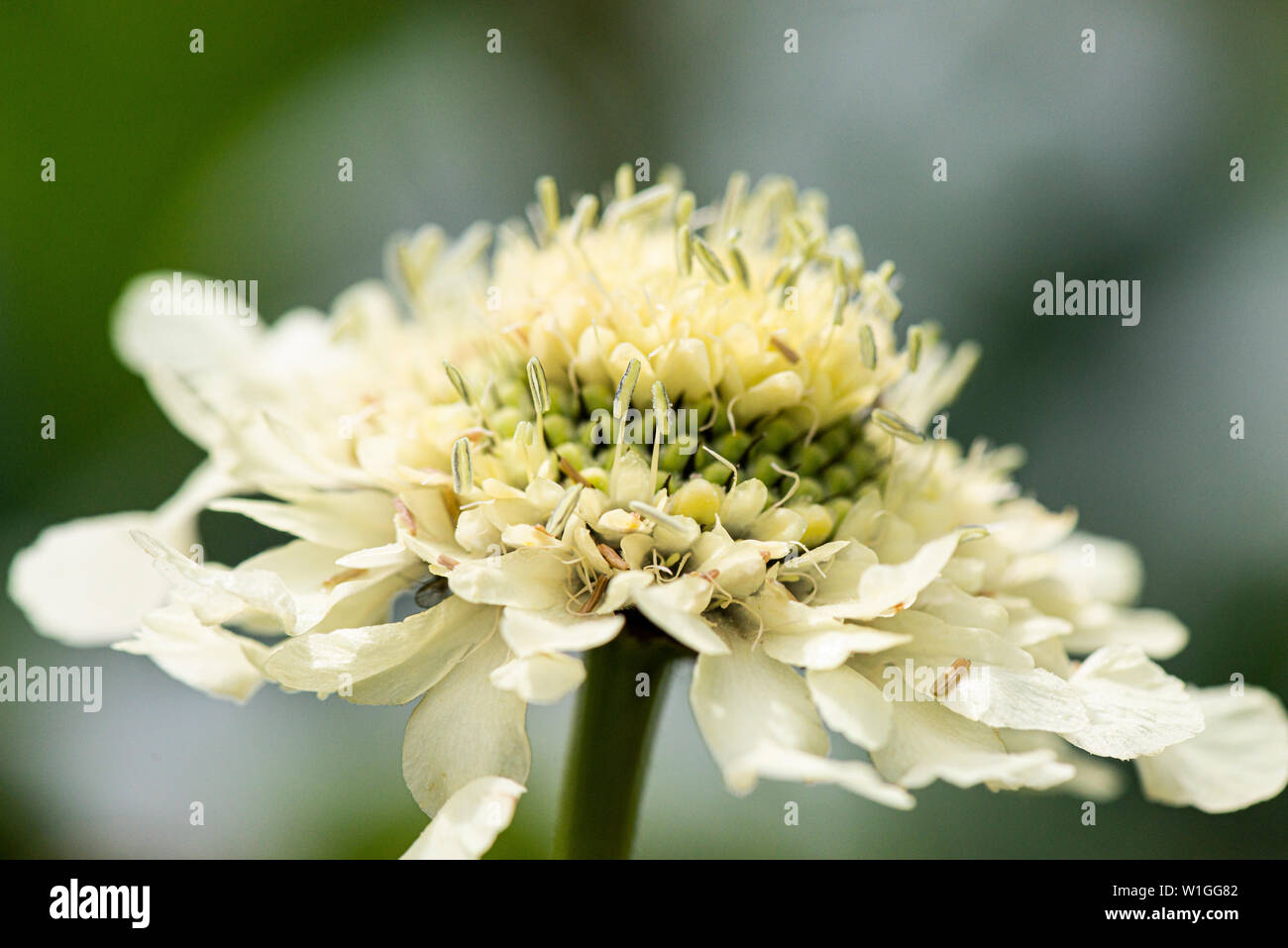 Il fiore di un gigante scabious (Cephalaria gigantea) Foto Stock