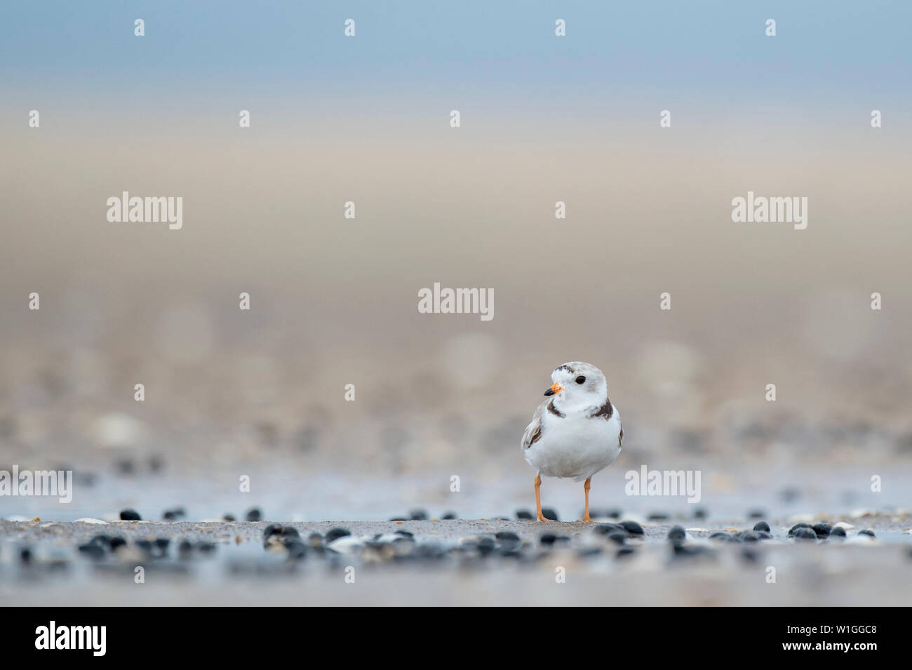 Un minuscolo Piping Plover su di una spiaggia di sabbia con piccole conchiglie nero in morbida luce di cielo coperto con un liscio marrone e blu sullo sfondo. Foto Stock