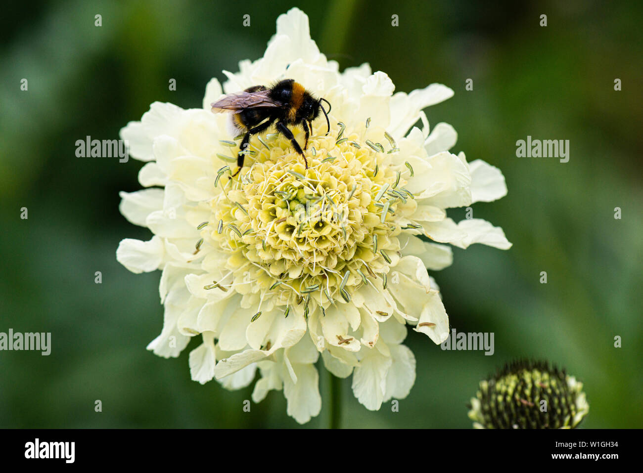Scabious gigante (Cephalaria gigantea) Foto Stock