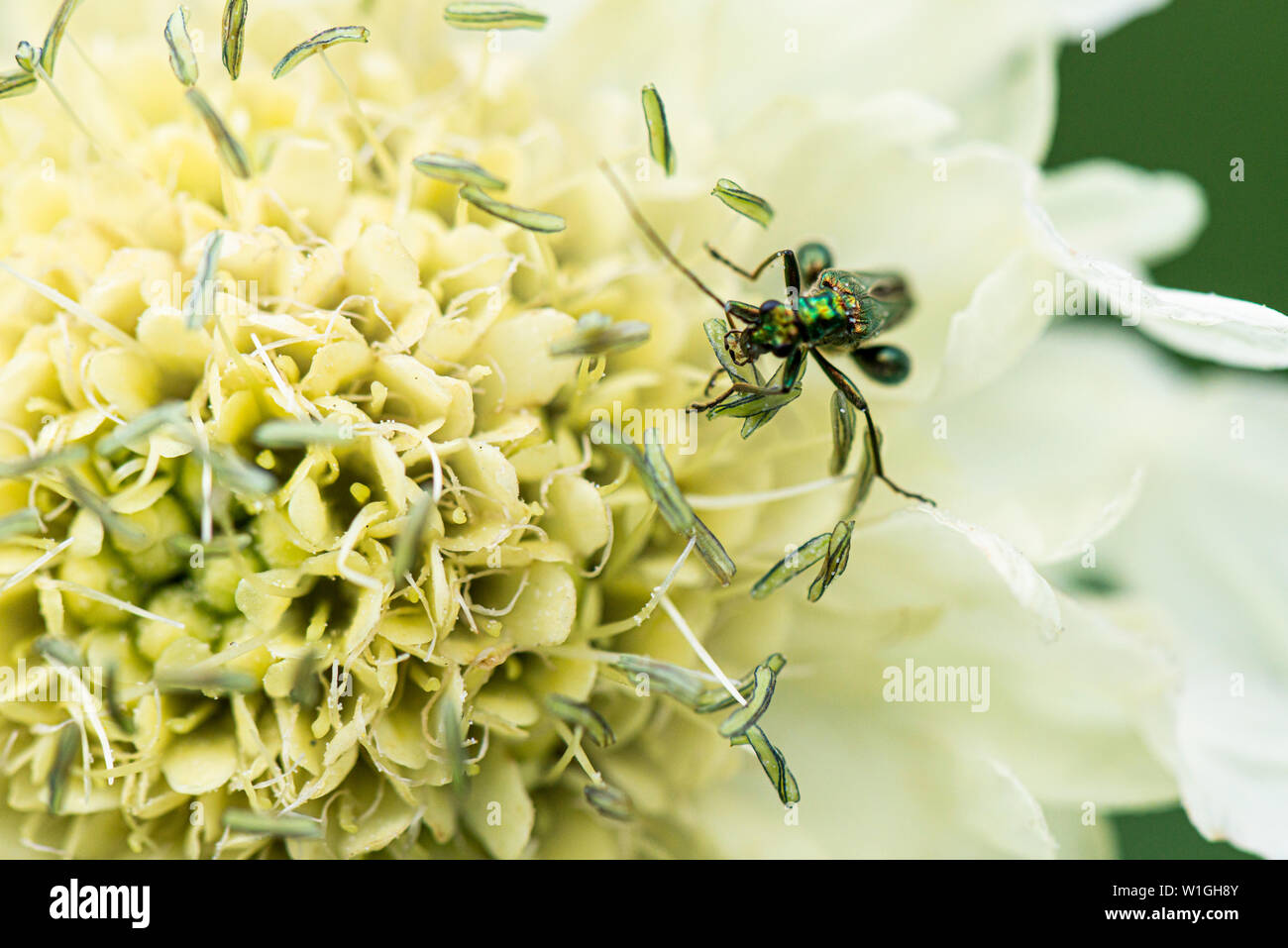 Un maschio a gonfie thighed beetle (Oedemera nobilis) scabious gigante (Cephalaria gigantea) Foto Stock