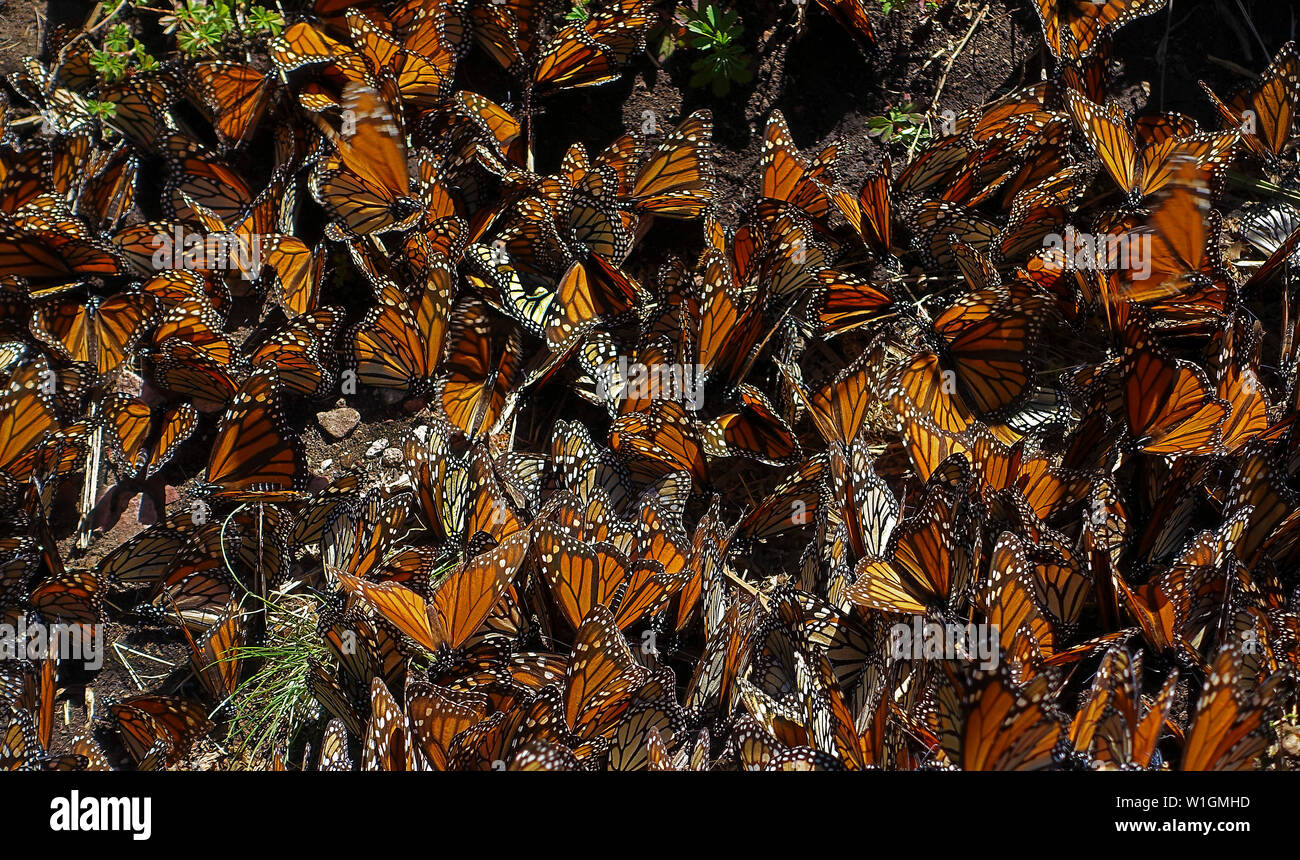 Le farfalle monarchiche (Danaus plexippus) si riunano nelle alte foreste del Messico centrale Foto Stock