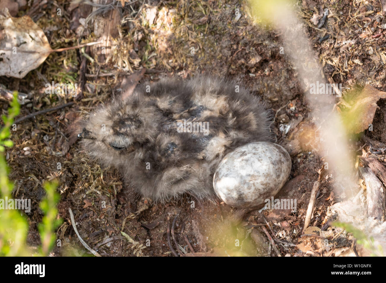 Appena tratteggiato pulcino nightjar (Caprimulgus europaeus) e un uovo in un nido a terra in Hampshire brughiera sito, REGNO UNITO Foto Stock
