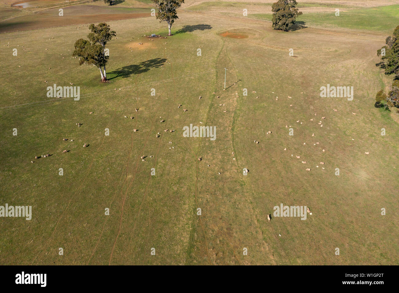 Pecore in un verde campo erboso nell'outback australiano Foto Stock
