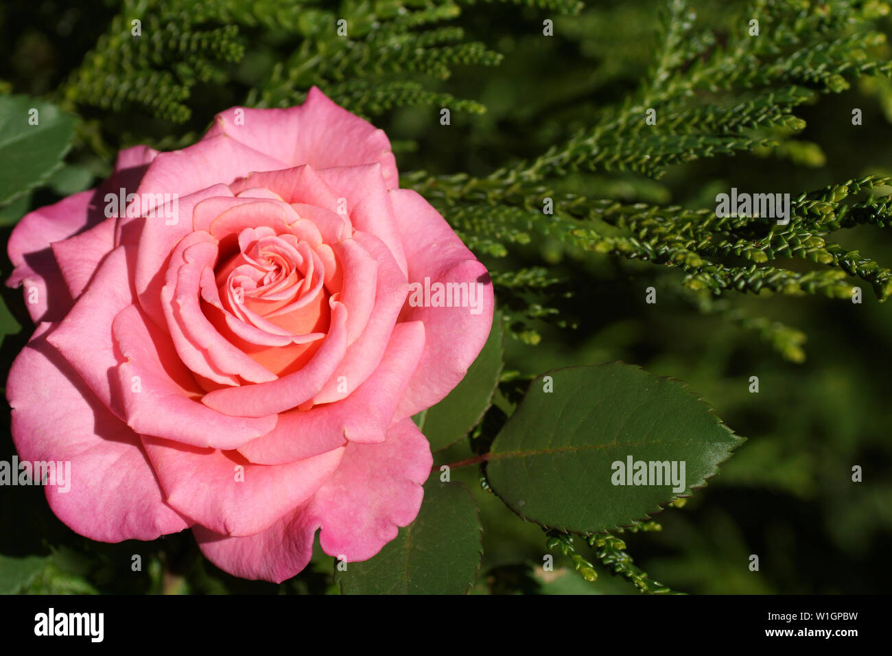 Ashley bella rosa rosa close-up. Un fiore in un giardino in condizioni naturali tra il verde, sotto il cielo aperto. Foto Stock