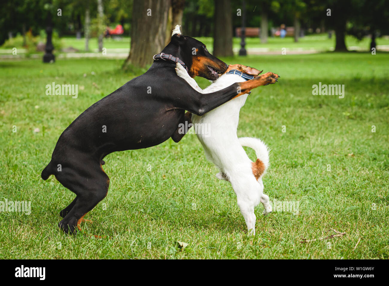 Dobermann cucciolo getting socializzazione pratica in luogo pubblico giocando con il cane adulto Foto Stock