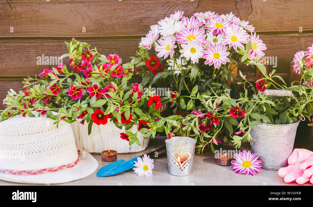 Molte diverse fiore rosa fiori in vasi e vari utensili da giardinaggio su tavola di legno, marrone con tavola di legno dello sfondo. Estate in giardino co Foto Stock