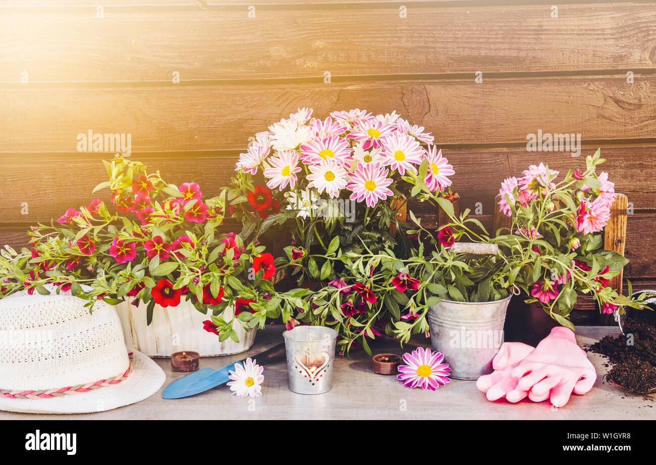 Molte diverse fiore rosa fiori in vasi e vari utensili da giardinaggio su tavola di legno, marrone con tavola di legno dello sfondo. Estate in giardino co Foto Stock