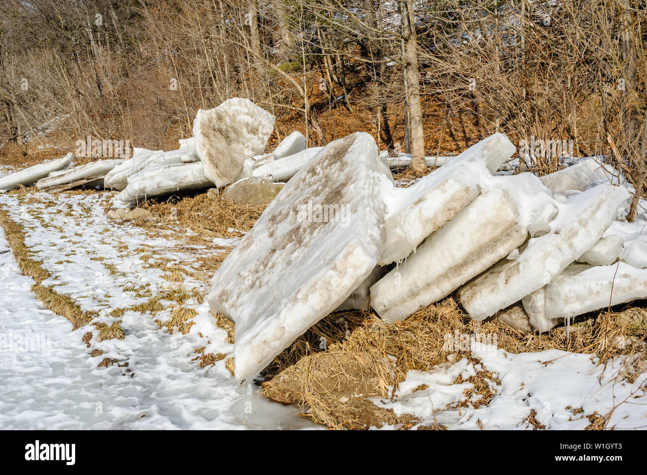 Spesse lastre di ghiaccio congelato rotto e impilati sul litorale nei pressi di alberi in inverno. Foto Stock