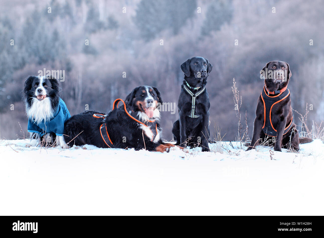 Quattro cani sono seduti nella neve. Ci sono Border Collie, Bovaro del Bernese e nero e marrone labrador retriever. È tempo di inverno e la neve è eva Foto Stock