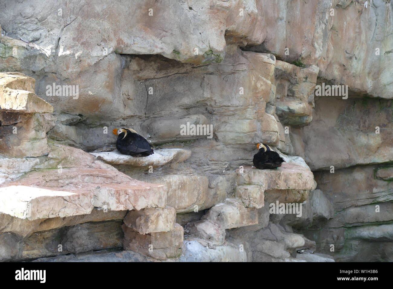 Puffin tufted che nidificano su una parete rocciosa Foto Stock
