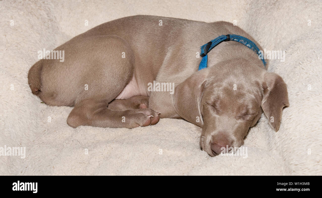 Stanco Weimaraner cucciolo suono addormentato su un letto morbido Foto Stock