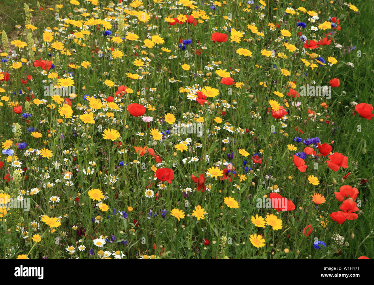 Semi di papavero, Daisy, Fiordaliso, fiori selvatici, giardino di fiori selvaggi, bordo colorato Foto Stock