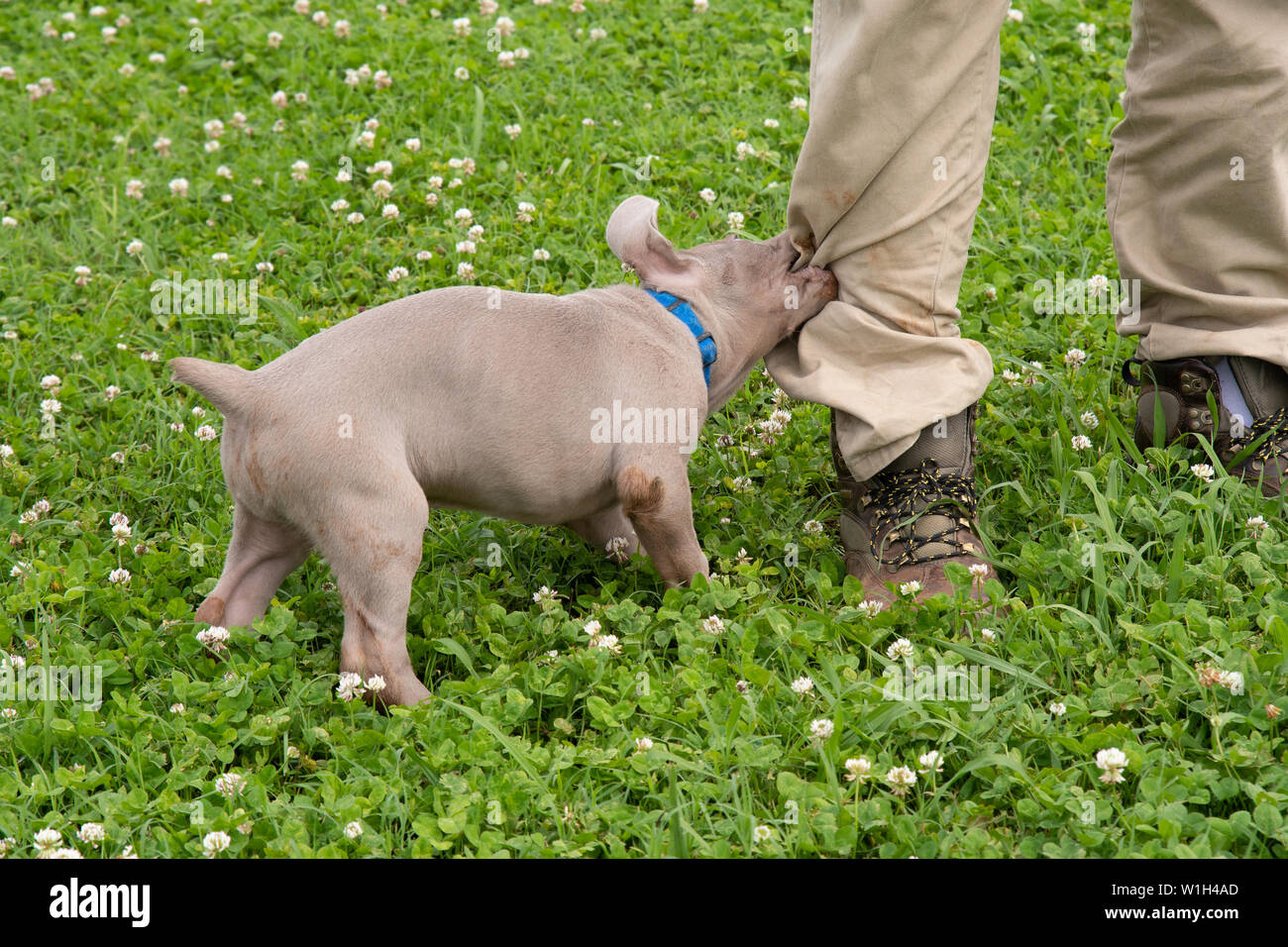 Weimaraner cucciolo di trazione e torsione su una gamba pant Foto Stock