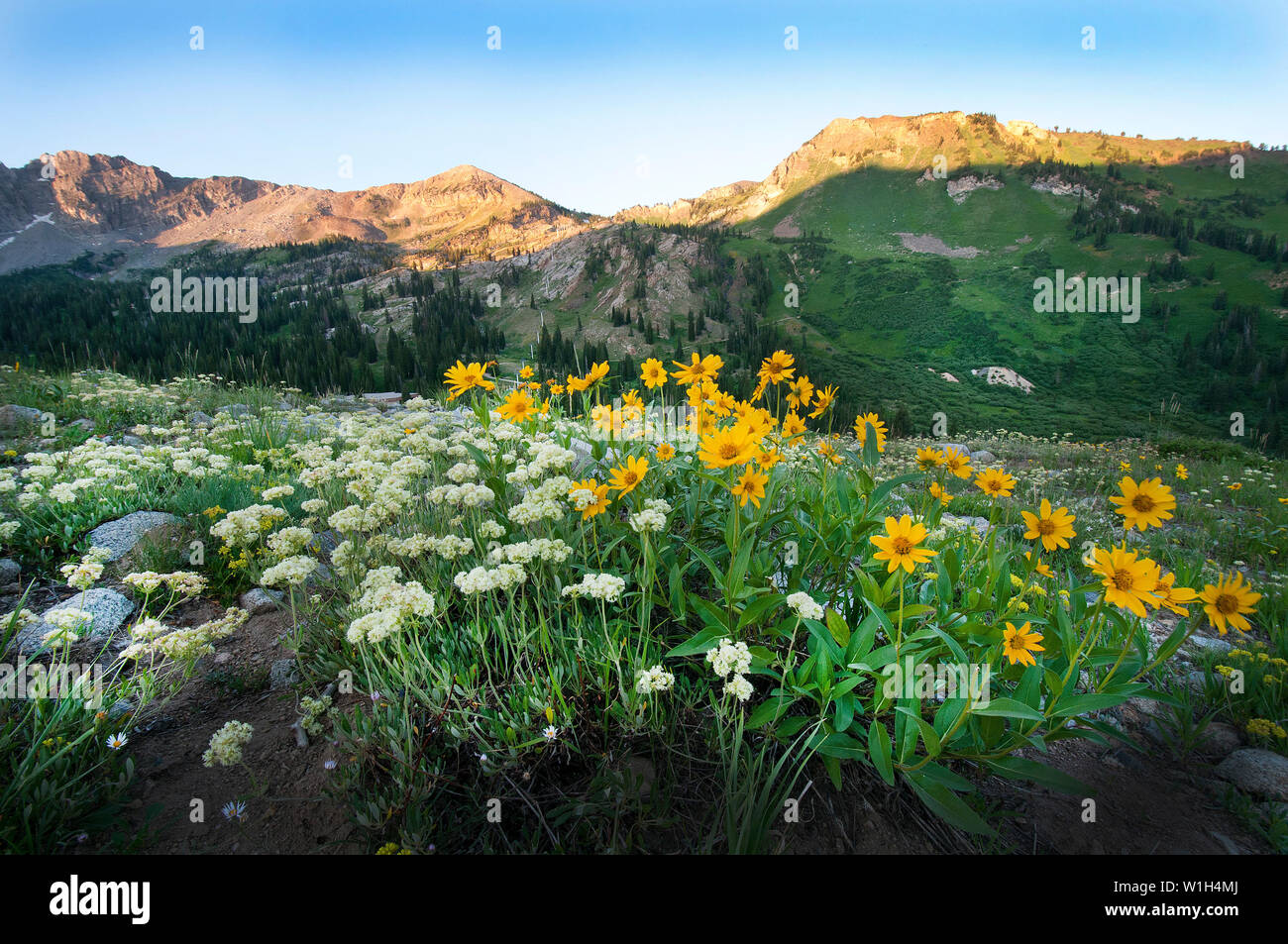 Le prime luci dell alba dipinge una striscia di colore attraverso la dorsale come fiori selvatici sono in fiore in tutta Albion bacino in Alta, Utah in testa Foto Stock