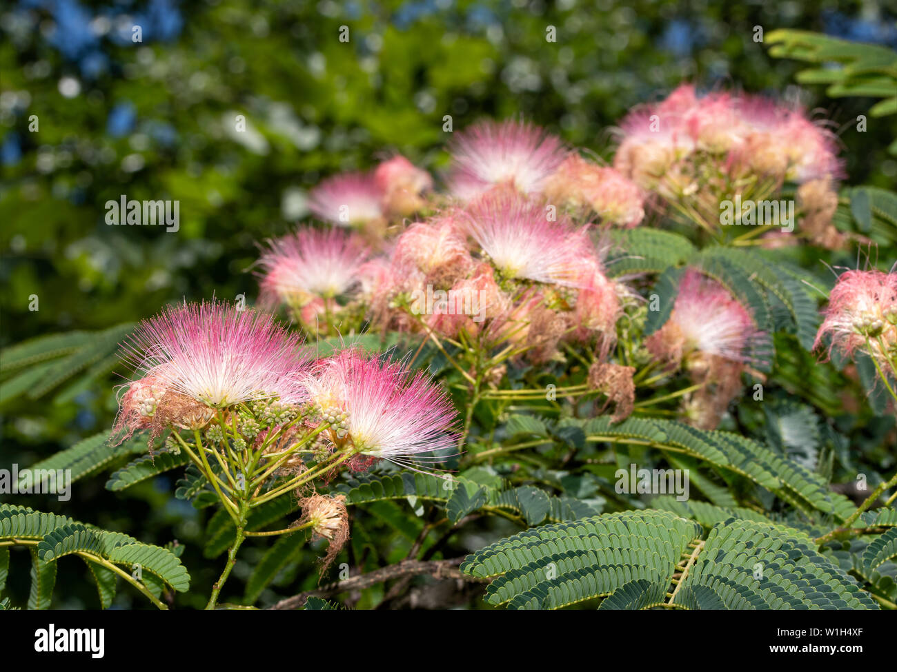 Albero Della Seta Albizia Julibrissin 140-170 Cm &ndash; Pianta Viva In Vaso, Fiori Rosa Profumati