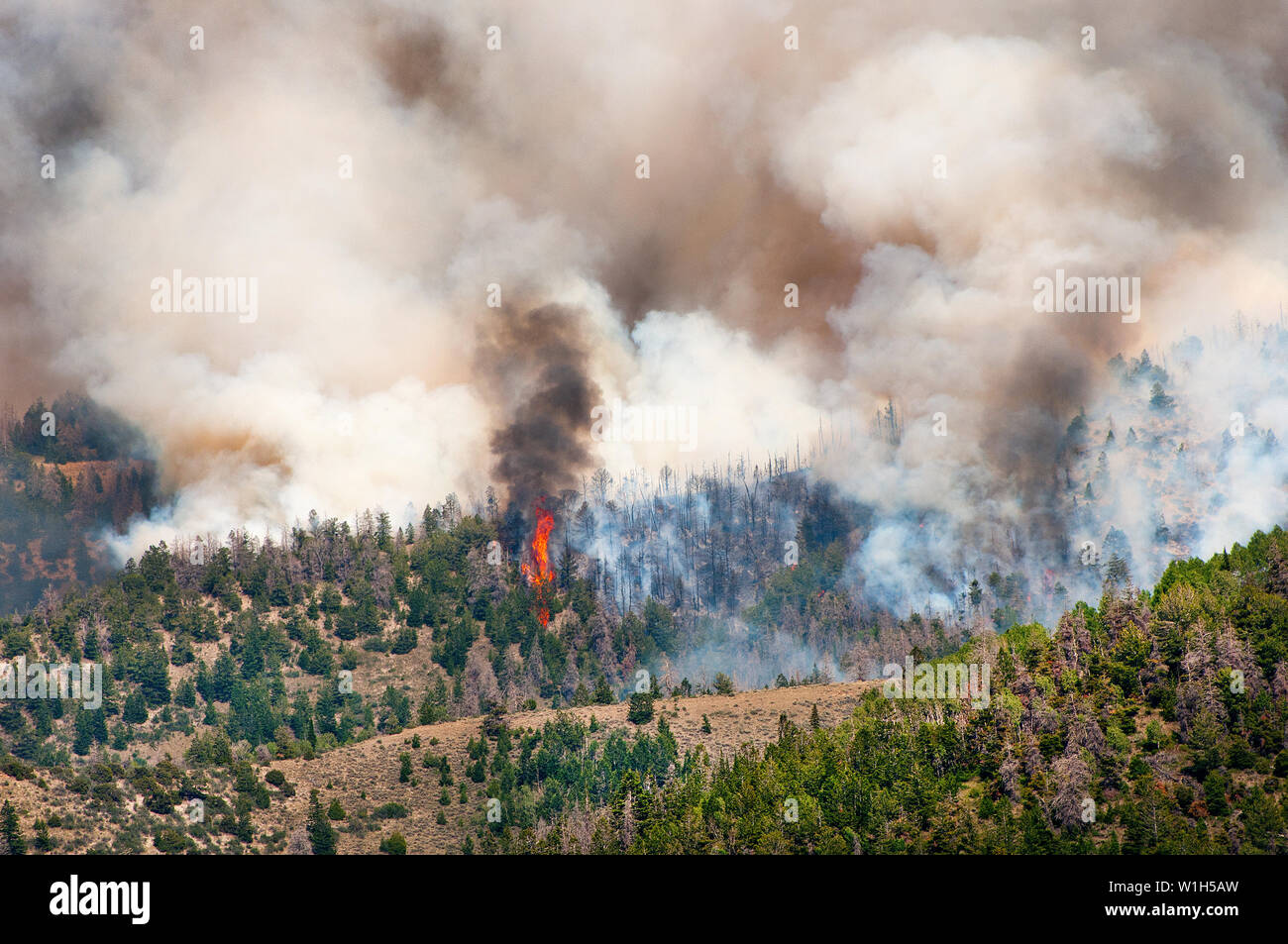 Gli alberi sono stati letteralmente esplodendo in fiamme con fumo billowing migliaia di piedi nel cielo nella Chiesa Camp Fire in Ashley National Forest 22 Foto Stock