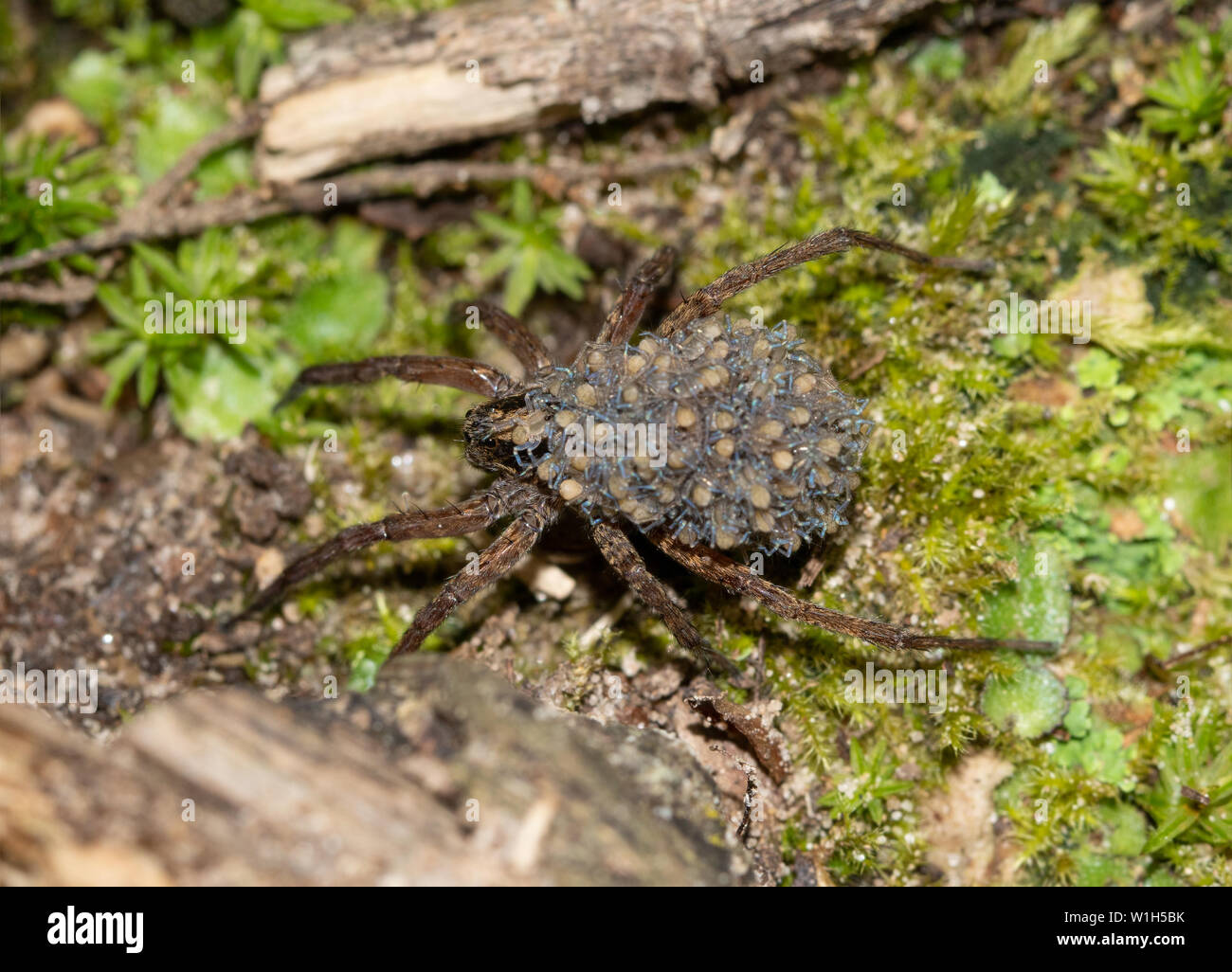 Lupo ragno sul suolo della foresta che porta il suo bebè nella sicurezza della parte superiore della schiena Foto Stock