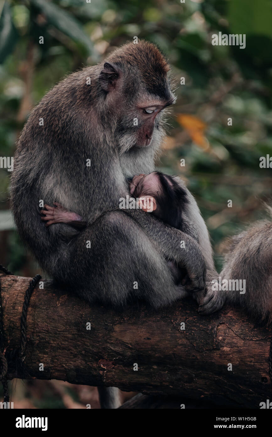 Madre scimmia macaco guardando giù al suo bambino seduto su un ramo in Ubud Monkey Forest di Bali, Indonesia. Foto Stock