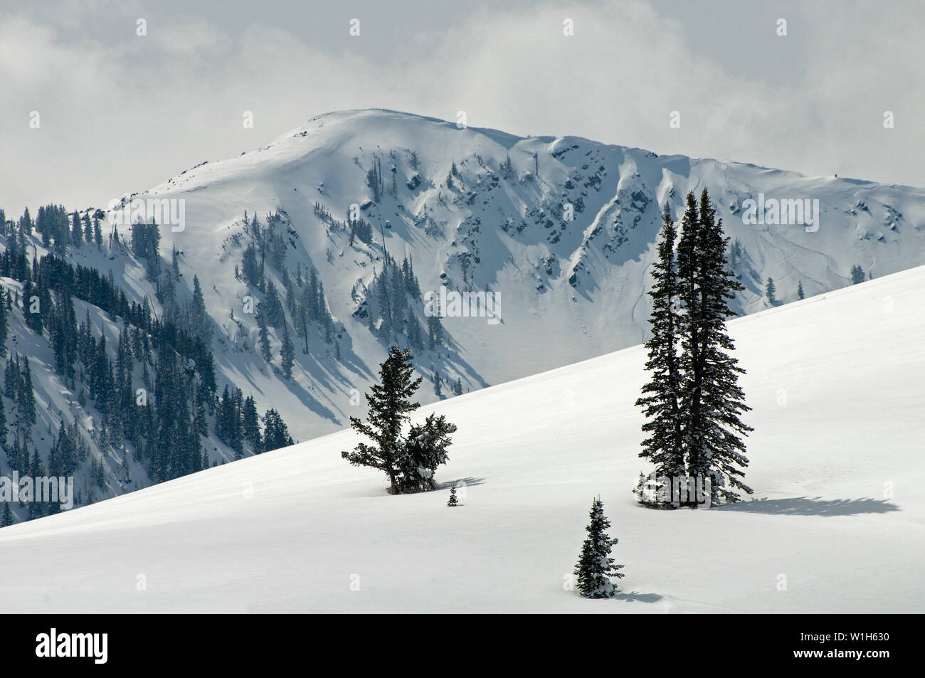 Alberi di pino stand come silenzio Sentinelle in coperta di neve Empire Pass a Deer Valley Resort in Park City, Utah come nubi sindone Clayton picco nella backgro Foto Stock