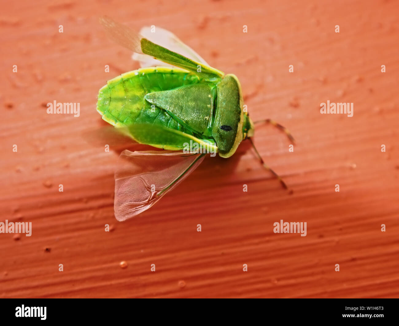 Primo piano di un verde, giovani stink bug (Palomena prasina),a ix-gambe, cingolato su un muro rosso. Vista superiore destra trasparente e molto ali filigrana Foto Stock