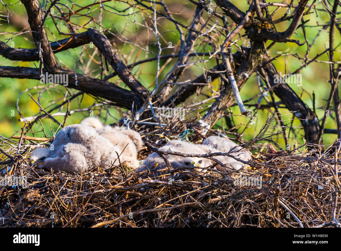 Nido di steppa eagle o Aquila nipalensis con piccoli nidiacei. Foto Stock