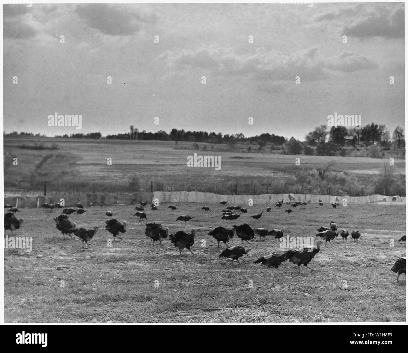 Newberry County, Carolina del Sud. I tacchini: gli allevatori del petto della ampia varietà di bronzo sulla fattoria . . .; Portata e contenuto: Full didascalia recita come segue: Newberry County, Carolina del Sud. I tacchini: gli allevatori del petto della ampia varietà di bronzo sulla fattoria di W. C. Huffman. Questo è parte di un gregge di 1600 allevatori. I sacchi in background sono per lo scopo di impedire Toms in recinti adiacenti da combattimento. Foto Stock