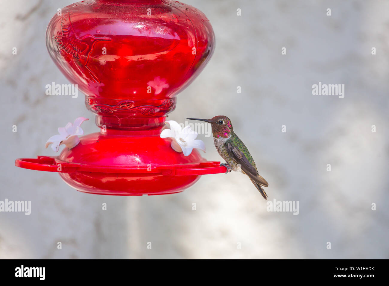 Hummingbird in un giardino con alimentatore nettare prodotto artigianalmente in California del Sud Foto Stock