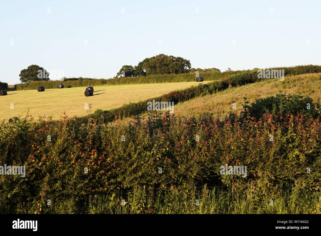 Il Galles, in tarda serata la luce su campi di fieno, Welshpool, Montgomeryshire, Wales, Regno Unito. Luglio 2019 Foto Stock