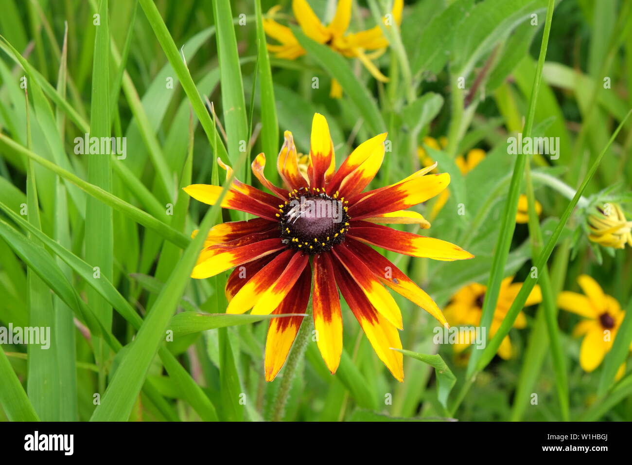 Una immagine di un fiore di Governor's Island Foto Stock