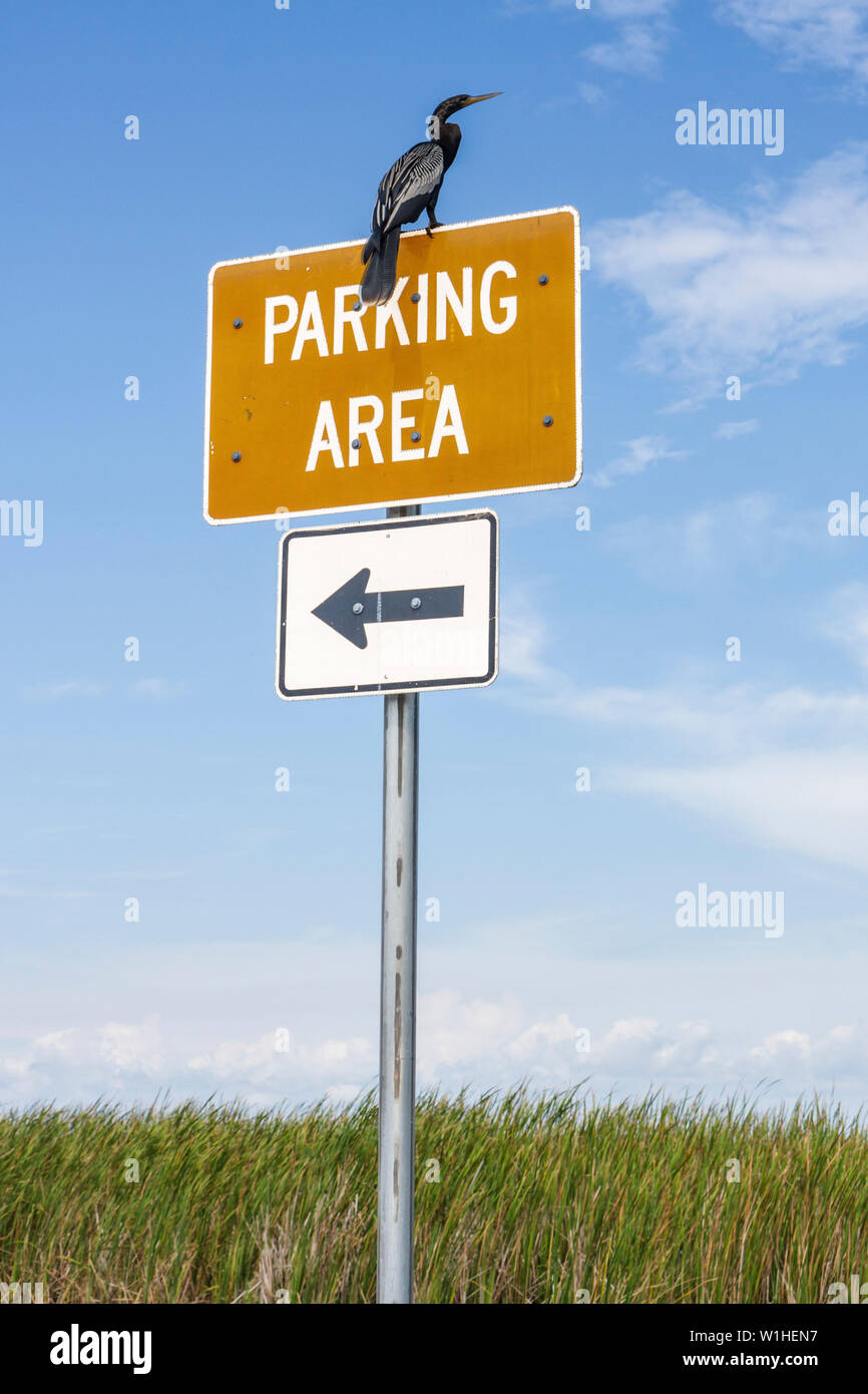 Miami Florida,i 75,Interstate 75,Alligator Alley,Everglades,sosta di riposo,area parcheggio,cartello,freccia,paludi erba vista,fauna selvatica,ecosistema,uccelli acquatici,Anhinga, Foto Stock