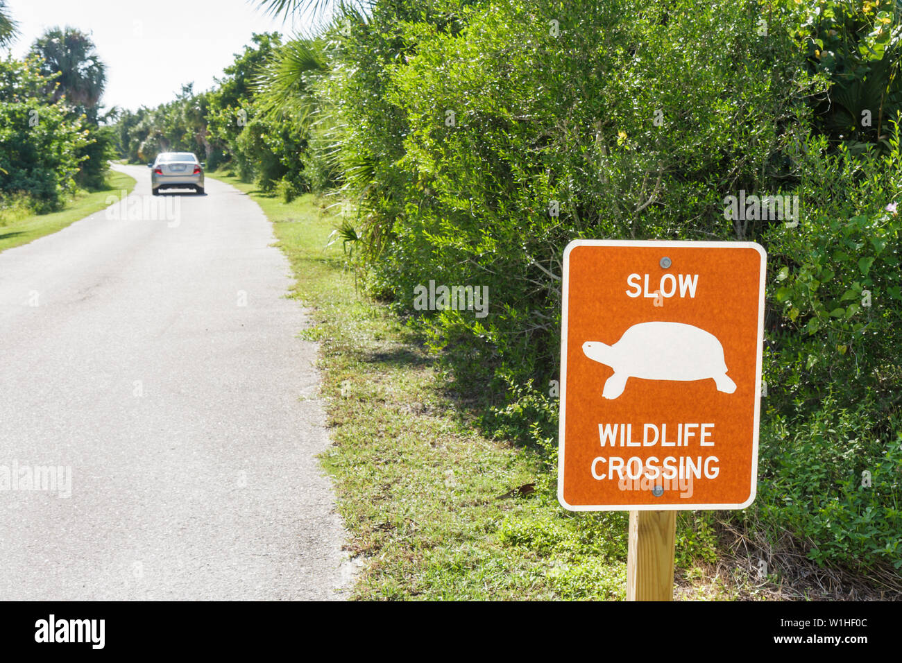 Florida Lee County, Bonita Springs, Gulf of Mexico Coast, Black Island, Carl E. Johnson Public Park, parco statale, cartello, lento, attraversamento della fauna selvatica, tartaruga, strada, reg Foto Stock