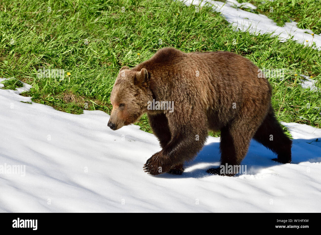 Un vicino la vista laterale di un adulto orso grizzly "Ursus arctos a piedi lungo una patch di neve su un pendio erboso nelle zone rurali di Alberta in Canada Foto Stock