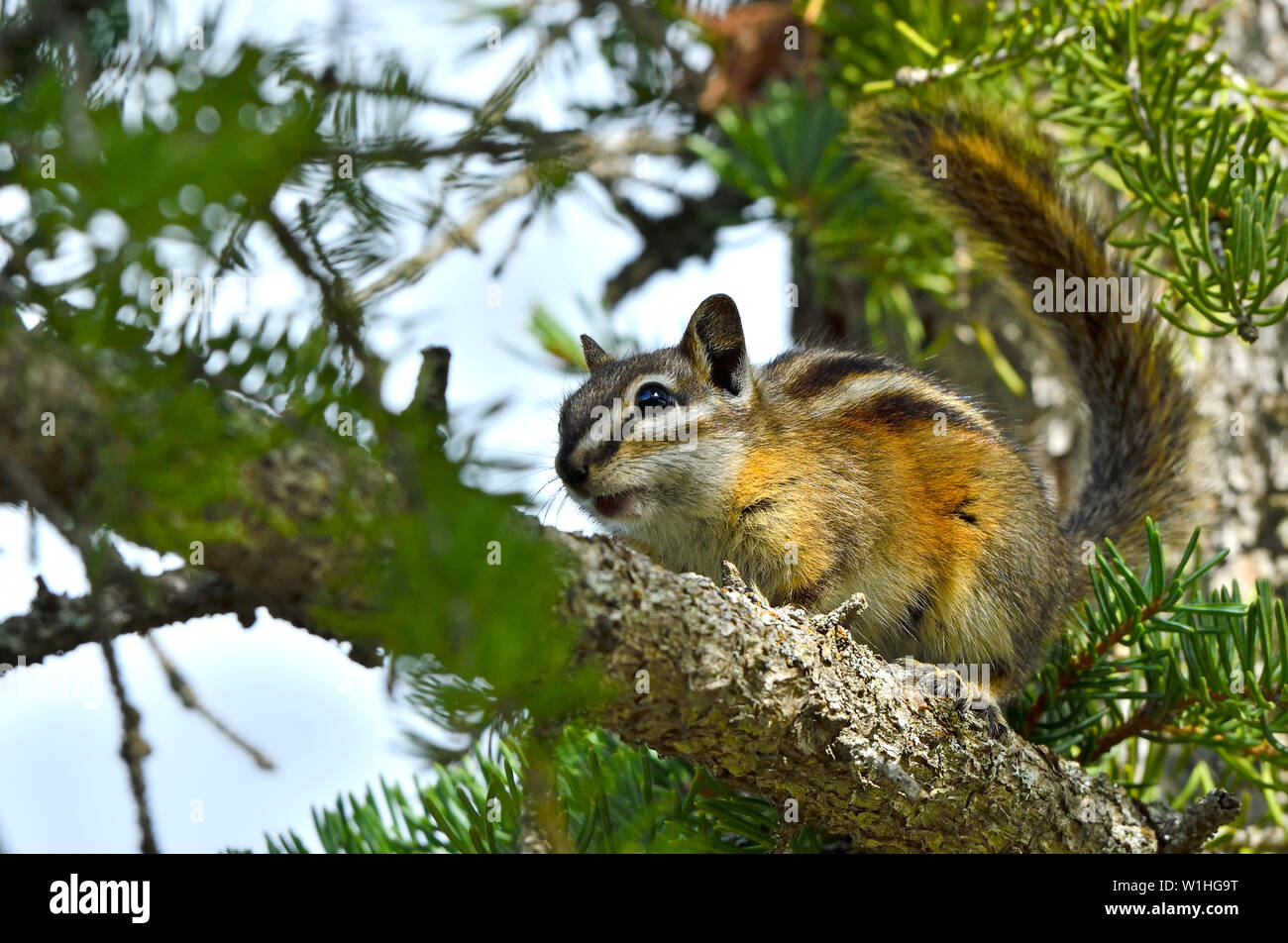 Un minuscolo almeno Scoiattolo striado 'Eutamias minimus', cercando di nascondere il ramo di un albero in rural Alberta Canada. Foto Stock