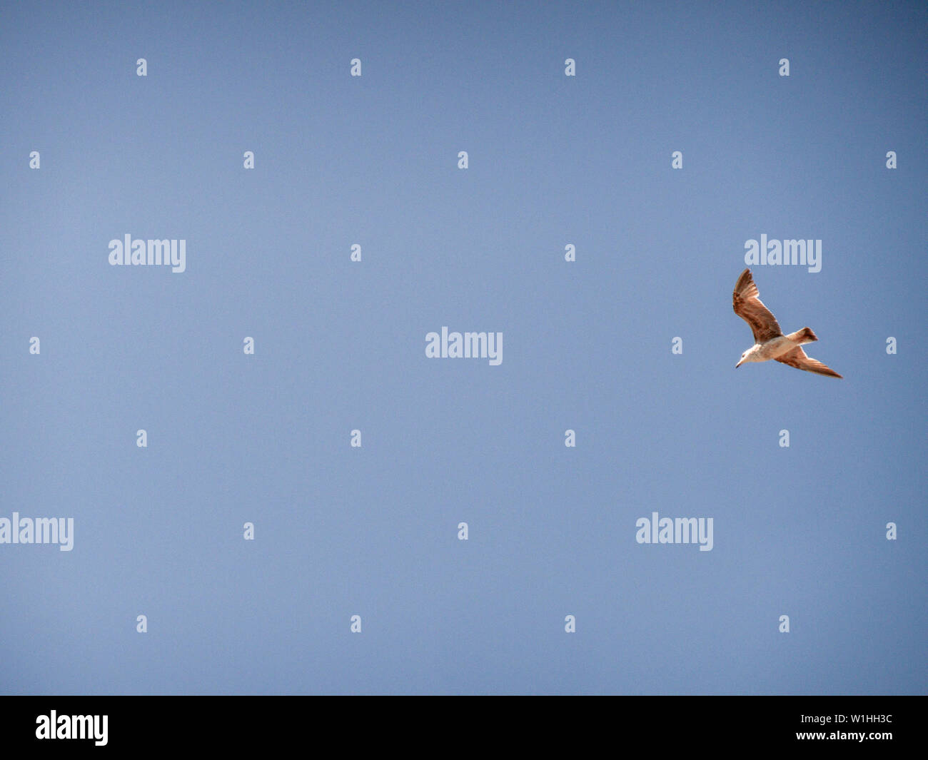 Un solitario Seagull volare nel cielo sopra la spiaggia. Napoli, Italia. Foto Stock