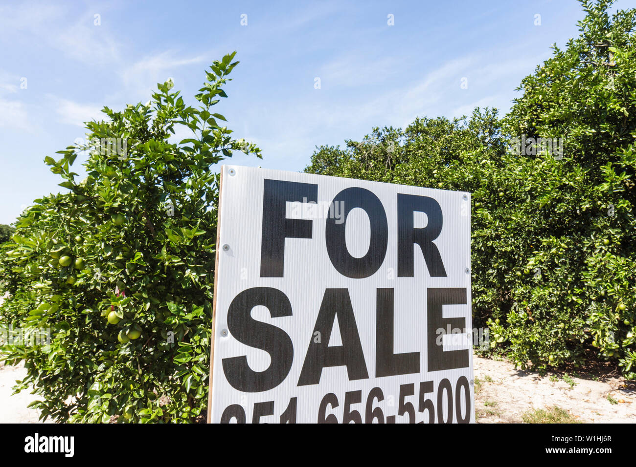 Florida,Highlands County,Avon Park,US Highway Route 27,agrumi,aranceto,frutta,arbusti,vendita,terreno,insegna,verde,foglia,FL091025228 Foto Stock