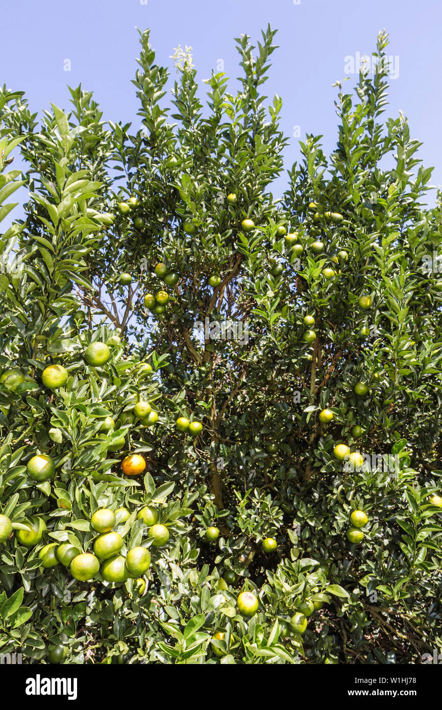 Florida Highlands County, Avon Park, US Highway Route 27, agrumi, aranceto, frutta, arbusto, verde, foglia, raccolto, FL091025230 Foto Stock