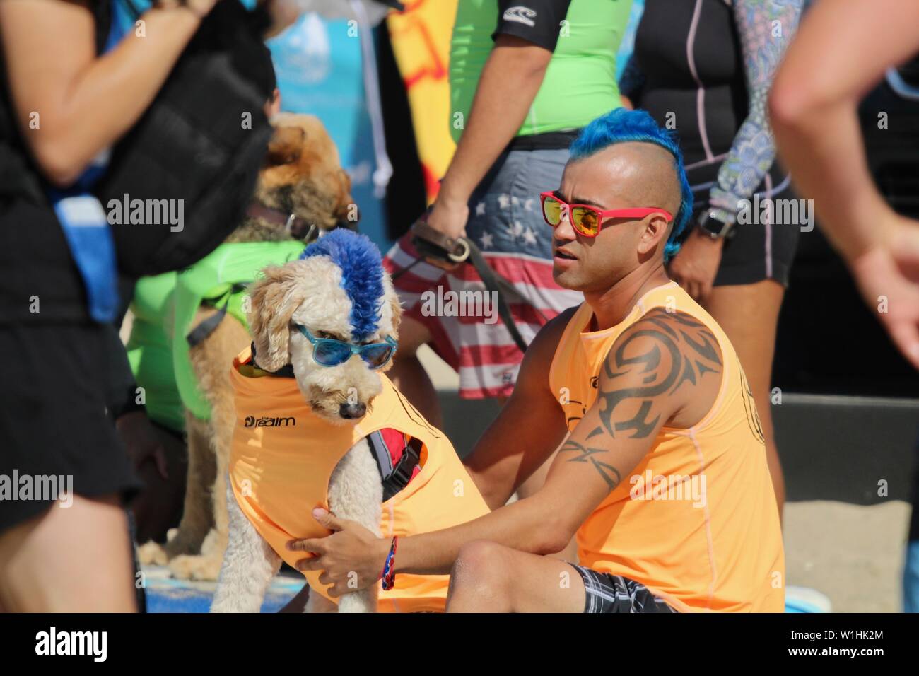 Derby il surf cane a un cane surf concorrenza in Huntington Beach, California Foto Stock