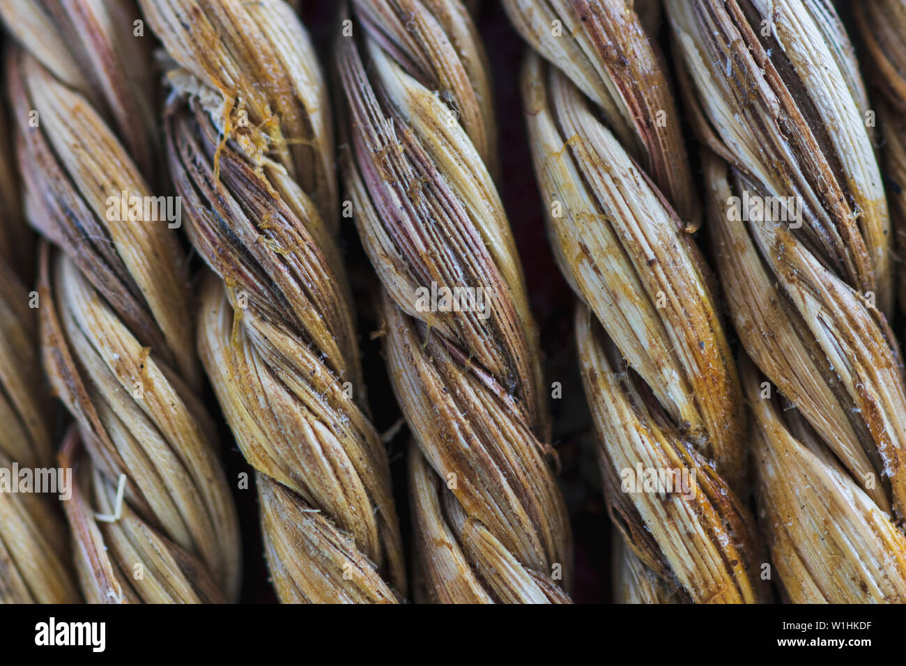 Intrecciato di fibre naturali. Macro estreme. Foto Stock